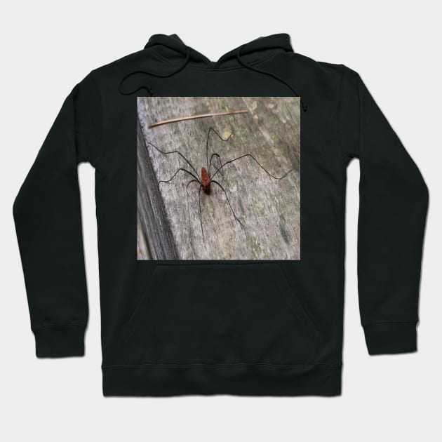 A Daddy Long Leg Spider Hoodie by Seven Mustard Seeds